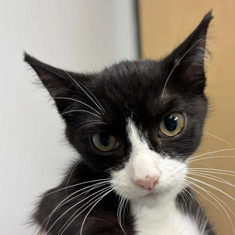 A baby small-sized female Black Domestic Short Hair cat named Tiramisu for adoption in Jacksonville, FL