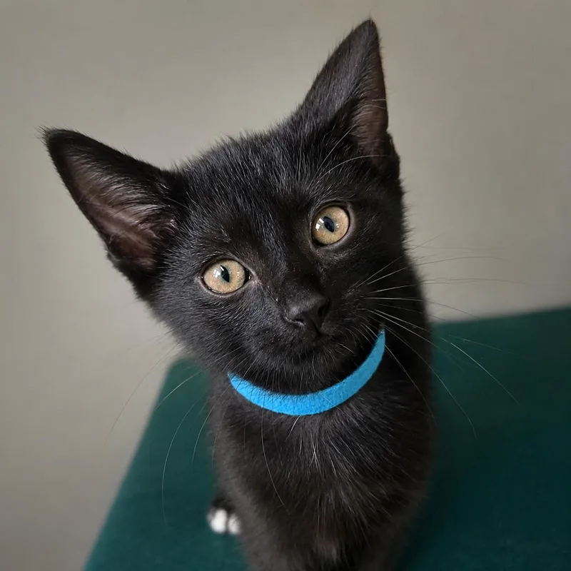 A baby medium-sized male Black Domestic Short Hair cat named Mothman for adoption in Pontiac, MI