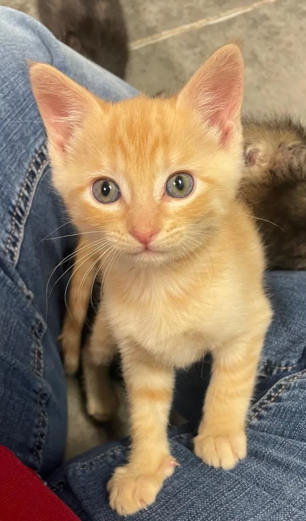 A young medium-sized male Domestic Short Hair cat named Pittsburgh for adoption in Neosho, MO