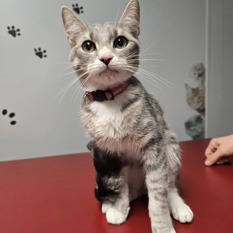A young medium-sized male Tabby (Gray / Blue / Silver) Domestic Short Hair cat named Clem for adoption in Circleville, OH