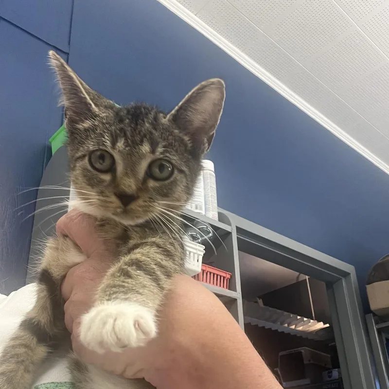 A baby small-sized male Gray / Blue / Silver Domestic Short Hair cat named Pistachio for adoption in Oak Hill, WV