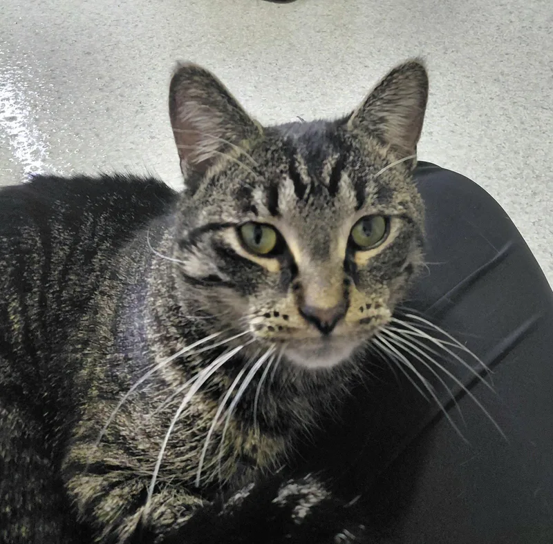 An adult medium-sized male Domestic Short Hair cat named Neptune for adoption in Montello, WI