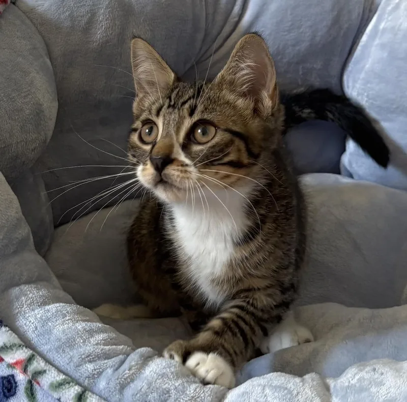 Jalopeno & Habanero thumbnail 3