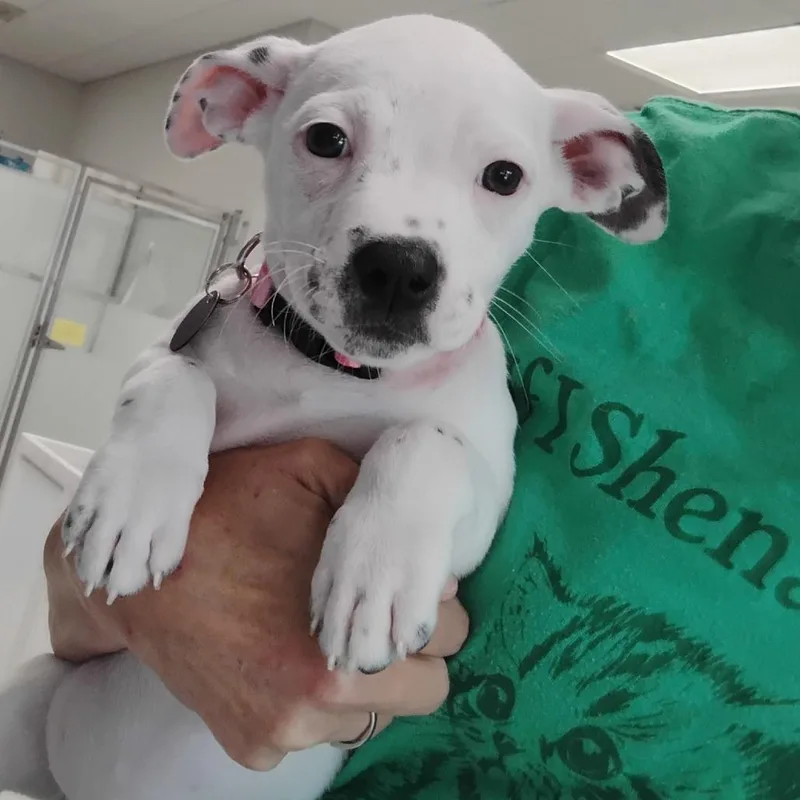 A baby medium-sized female White / Cream Mixed Breed dog named Lulu for adoption in Greensboro, GA