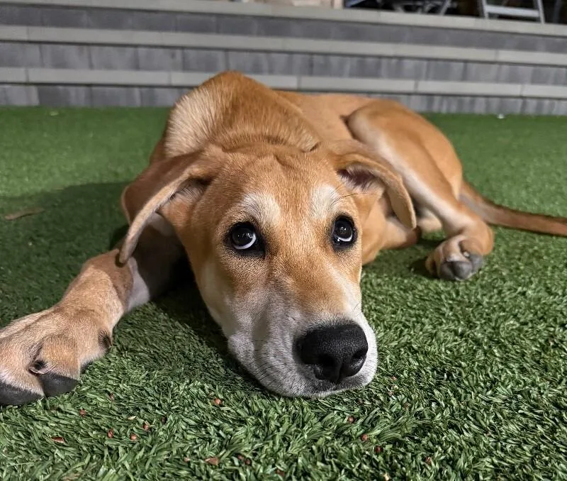A baby large-sized male Yellow / Tan / Blond / Fawn Labrador Retriever dog named Normie for adoption in Van Nuys, CA