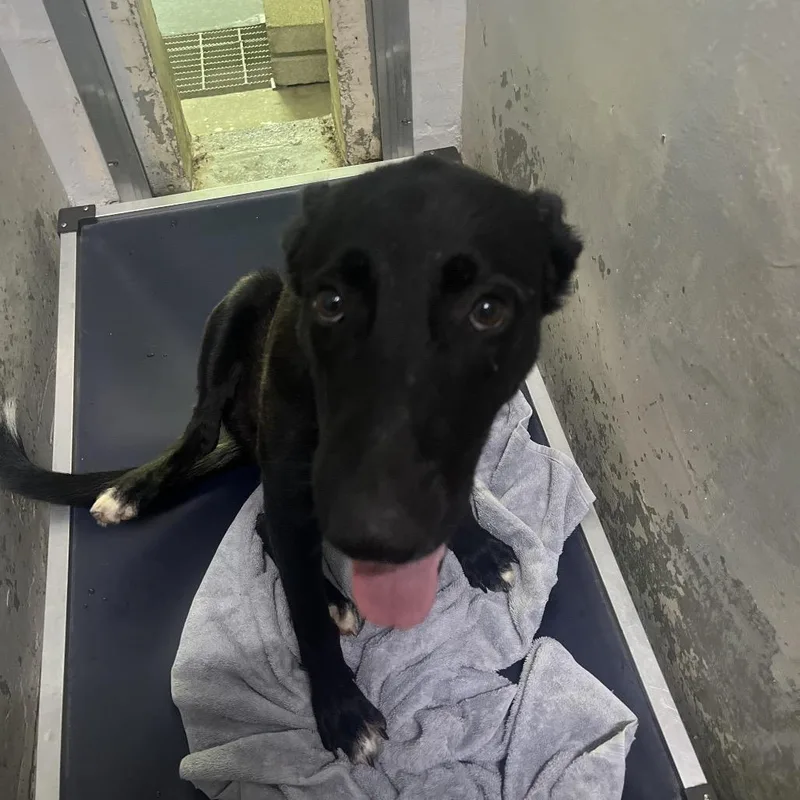 A young medium-sized female Black Mixed Breed dog named Sasha for adoption in Summerville, SC