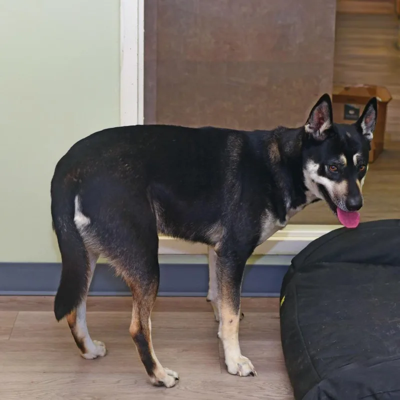 Mischief thumbnail 2