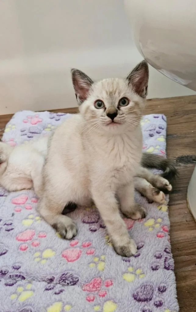 A baby small-sized female Siamese cat named Rumba for adoption in San Jacinto, CA