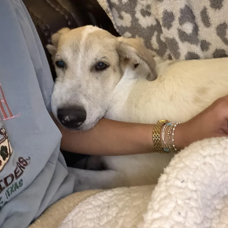 A baby extra large-sized male Apricot / Beige Great Pyrenees dog named Arthur for adoption in Sadler, TX