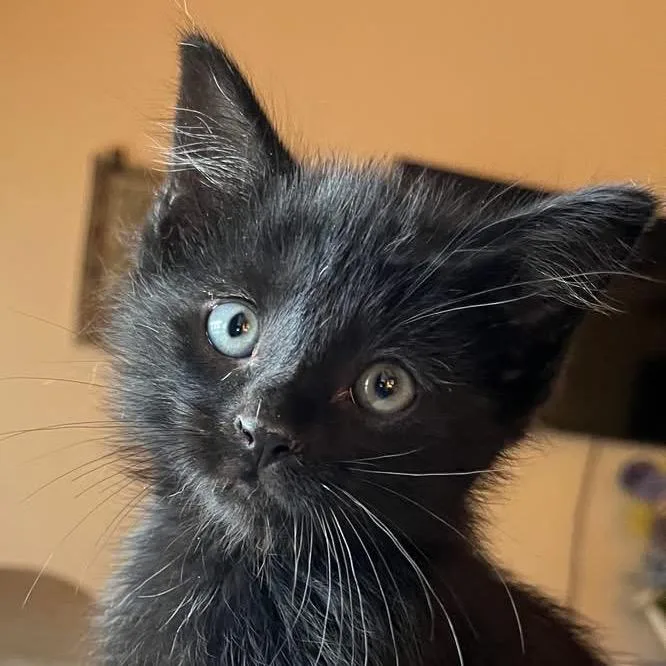 A baby small-sized male Black Domestic Short Hair cat named Aloe for adoption in Troy, IL
