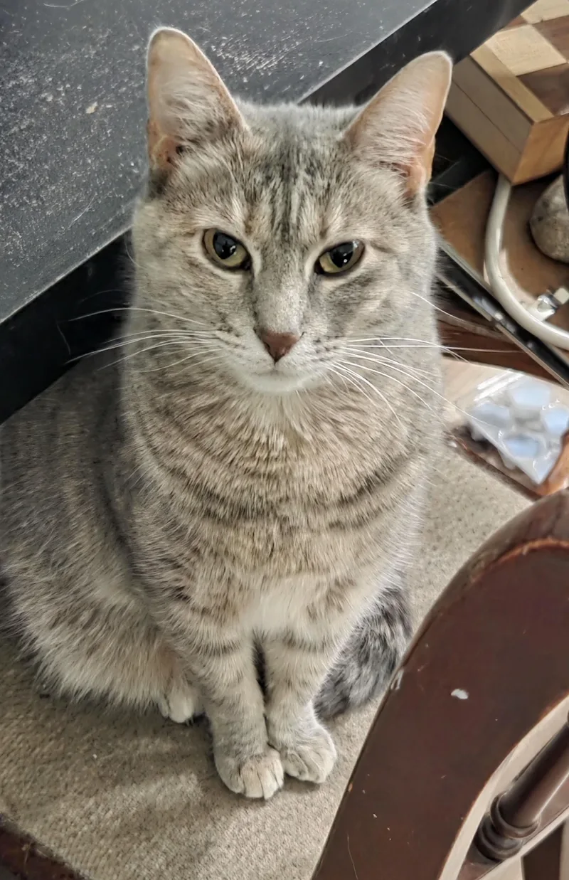 An adult medium-sized female Dilute Tortoiseshell cat named Pearl for adoption in Brookston, IN