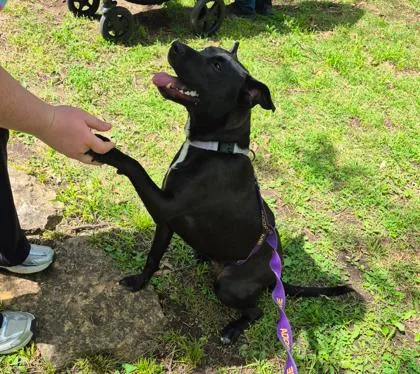 An adult large-sized female Black Mixed Breed dog named Raven for adoption in Kansas City, MO