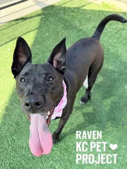 Raven thumbnail 2