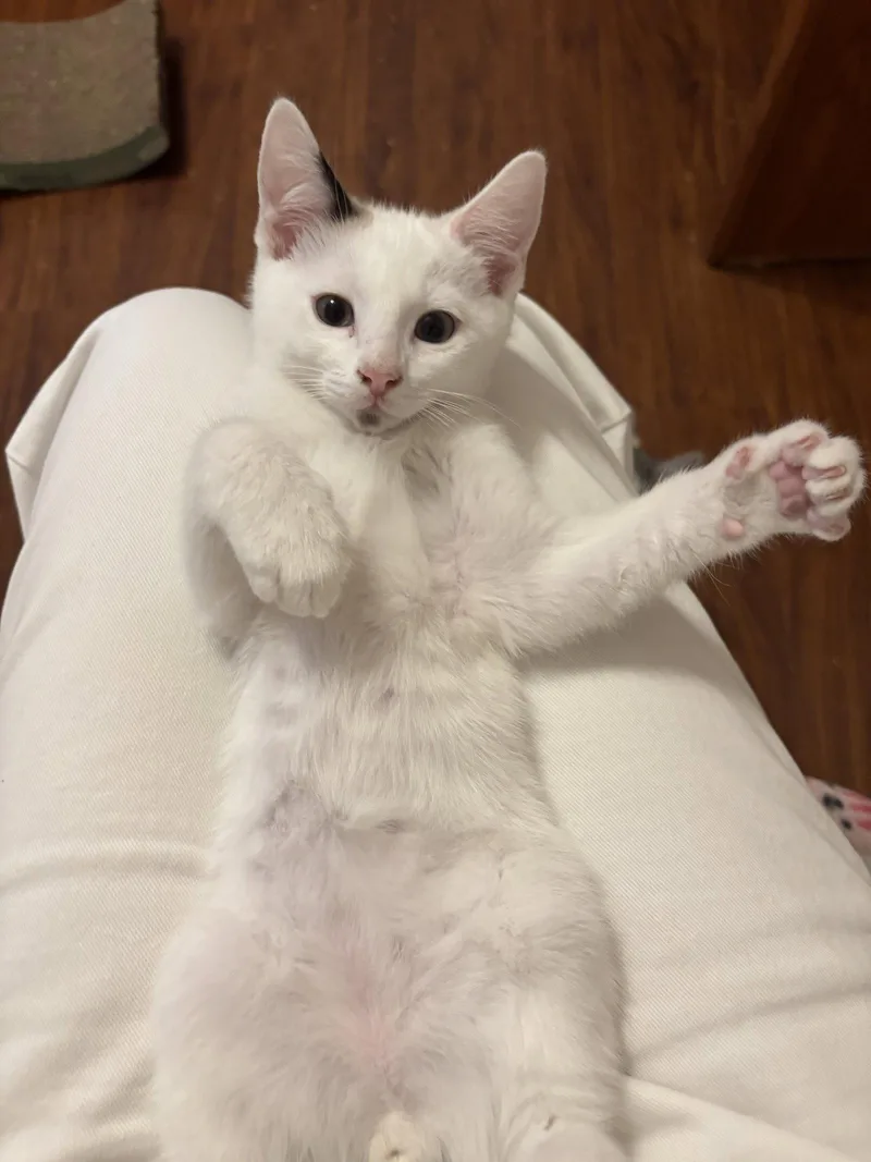 A baby medium-sized male Turkish Van cat named Scoots for adoption in Laguna Niguel, CA