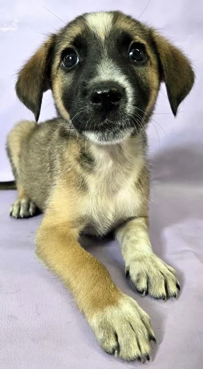 A baby medium-sized male Australian Shepherd dog named Brody for adoption in Morton Grove, IL