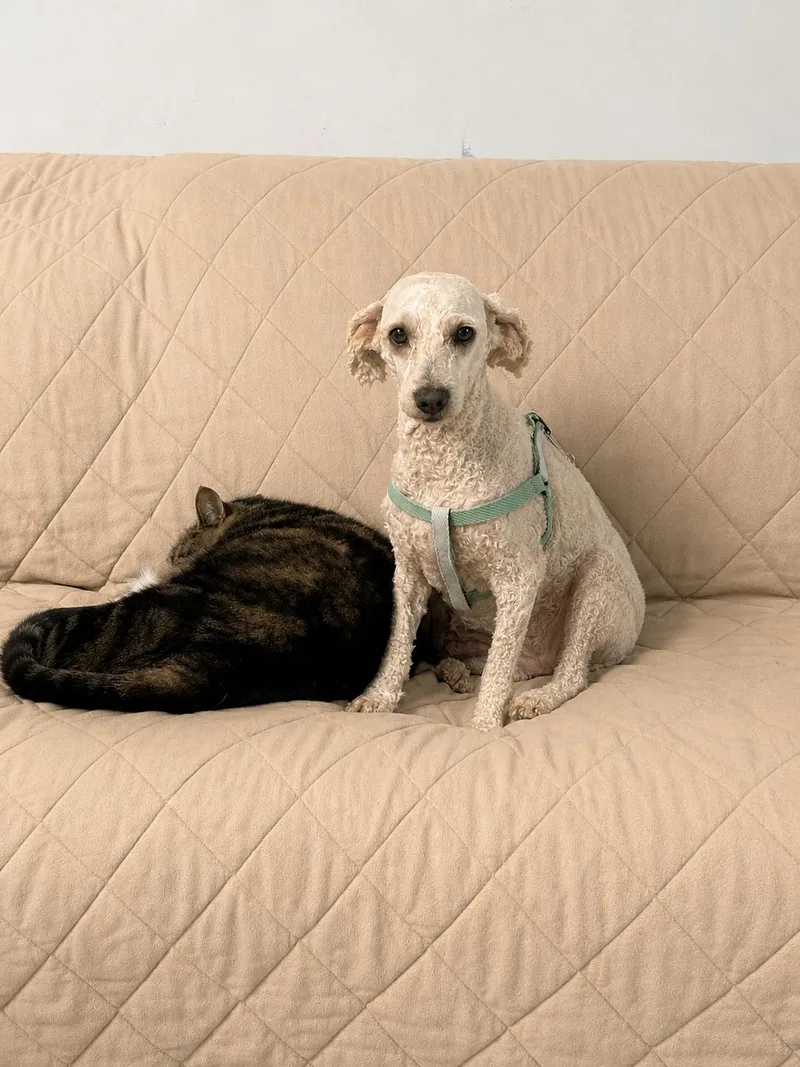 An adult medium-sized female Labradoodle dog named Queenie for adoption in Hop Bottom, PA