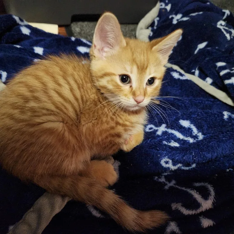 A baby small-sized male Orange / Red Domestic Medium Hair cat named Harrison for adoption in Carmel, IN