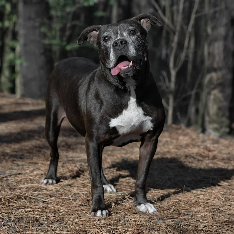 A senior medium-sized female Black Pit Bull Terrier dog named Gracie for adoption in Covington, GA