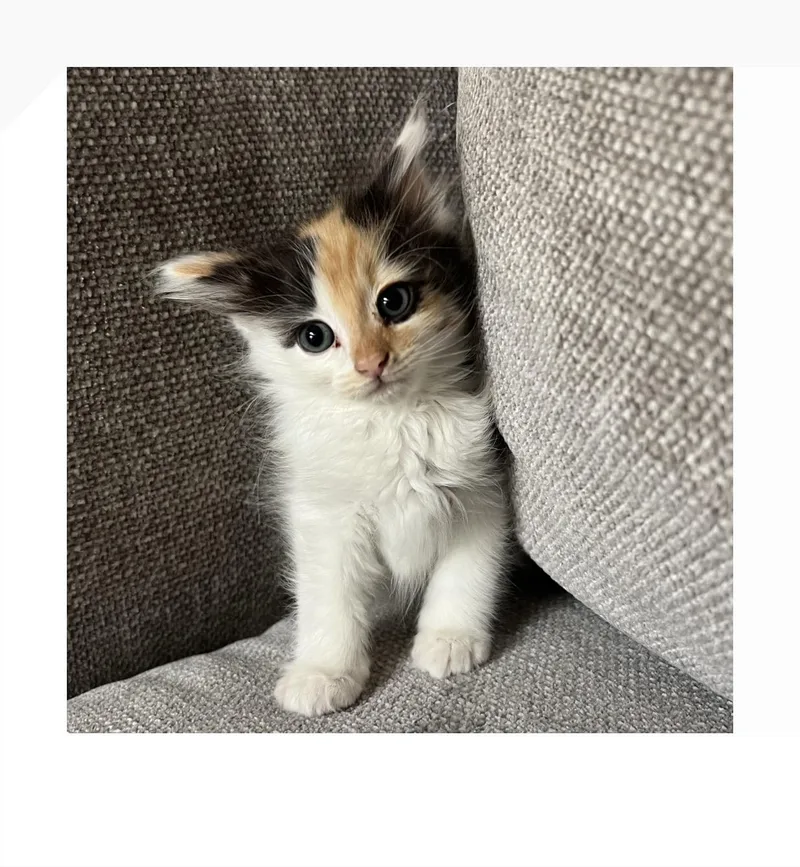 A baby small-sized female White Domestic Short Hair cat named Kanga for adoption in San Pedro, CA
