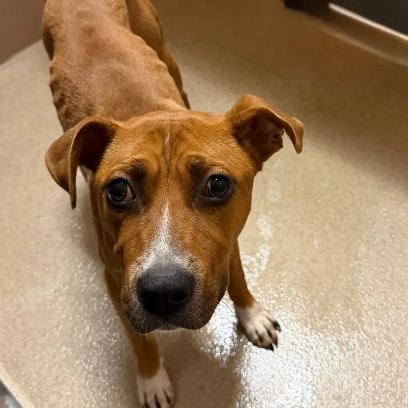 An adult medium-sized female Brown / Chocolate Mixed Breed dog named Fancesca for adoption in Waukesha, WI