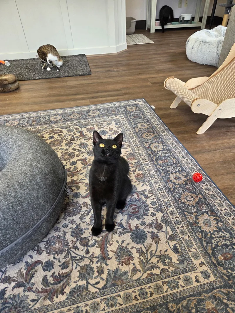 A young medium-sized female Black Domestic Short Hair cat named Mocha for adoption in Grosse Ile, MI