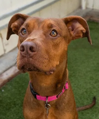 An adult medium-sized female Red / Chestnut / Orange Vizsla dog named Ruby Tuesday for adoption in Encinitas, CA