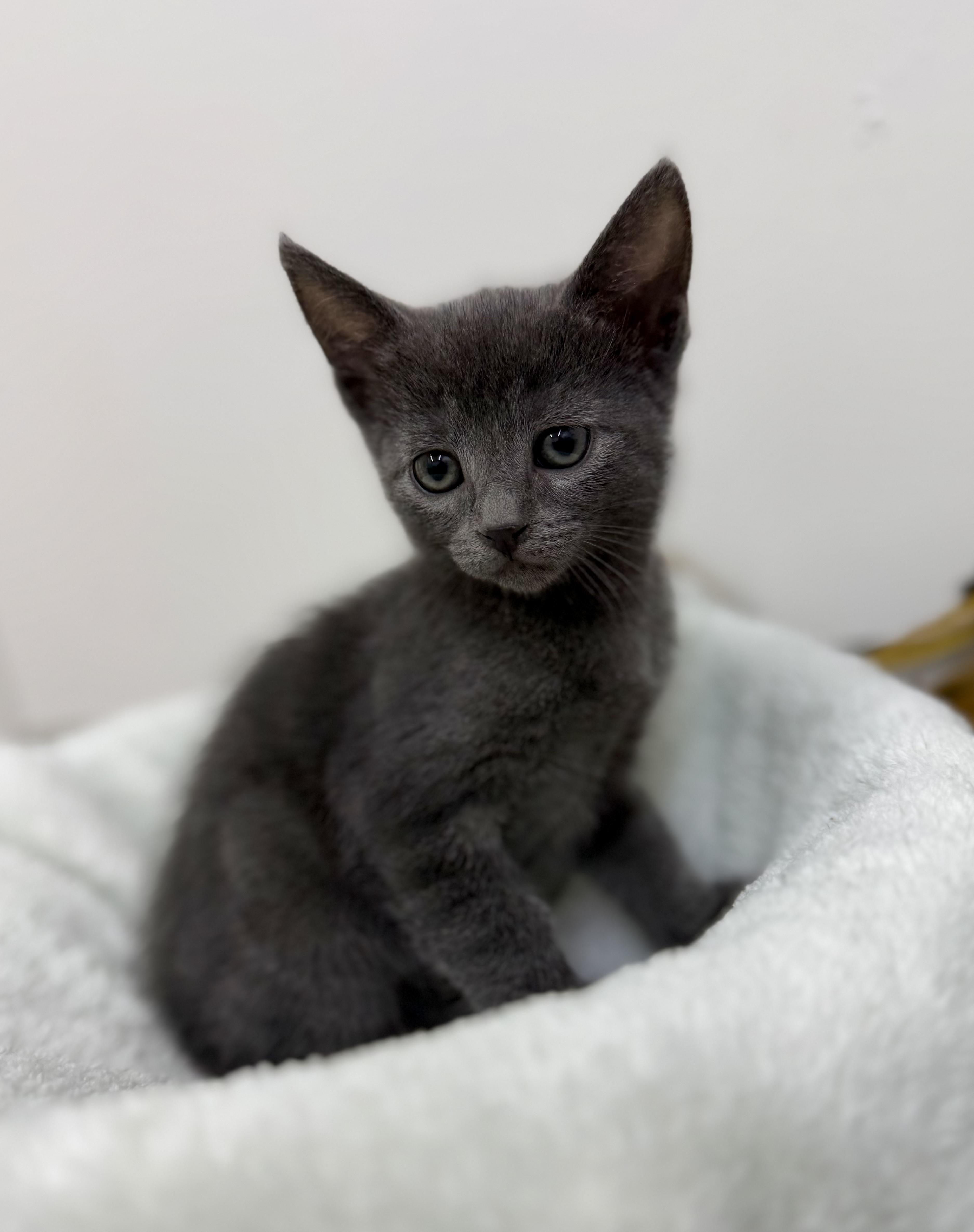 A baby medium-sized female Gray / Blue / Silver Domestic Short Hair cat named Kelly for adoption in Sonora, CA