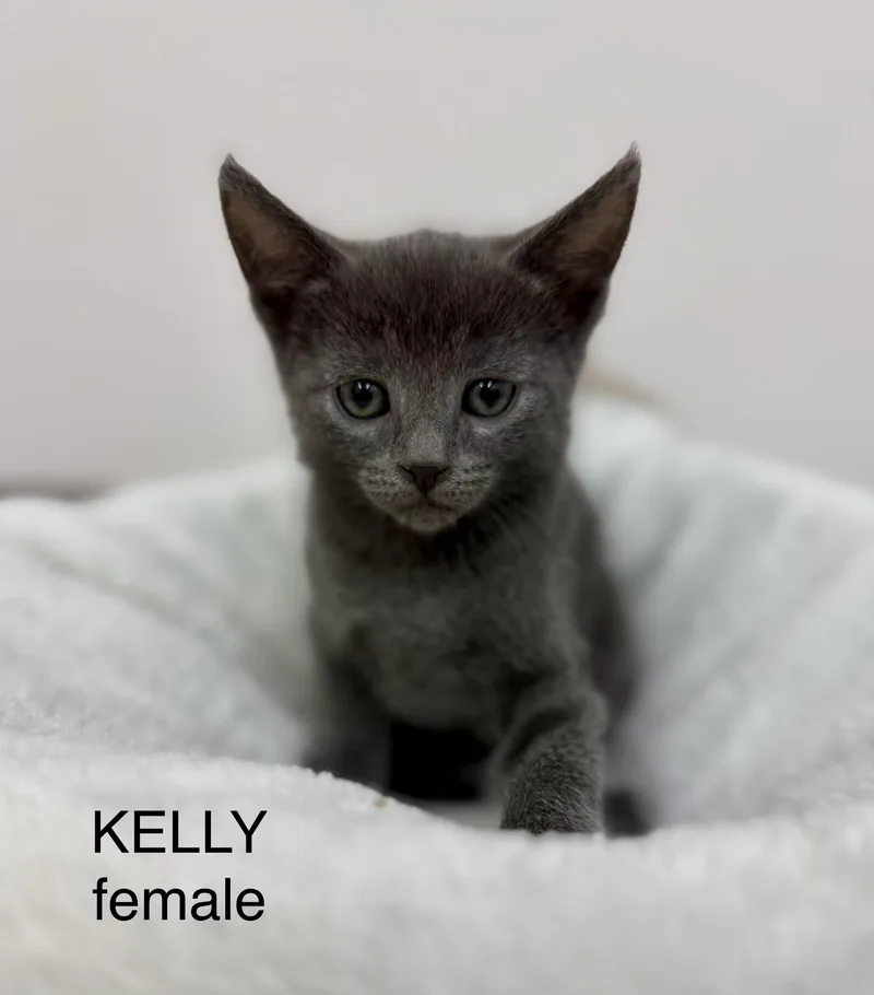 Kelly thumbnail 2