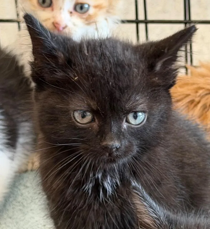 A baby small-sized male Domestic Short Hair cat named Ricardo for adoption in Columbia, IL