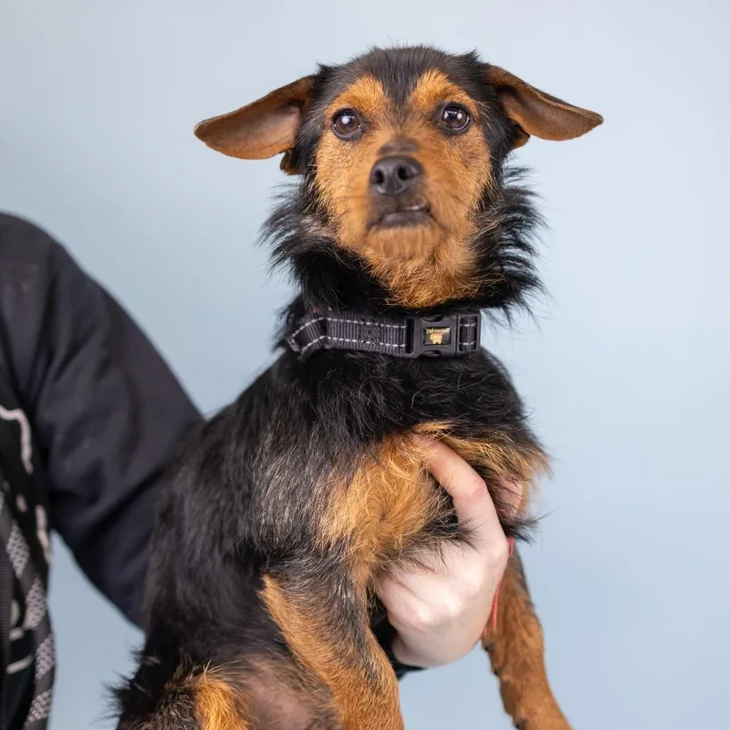 An adult small-sized male Black Terrier dog named Scotch for adoption in Portland, OR