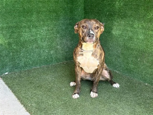 A young medium-sized female Pit Bull Terrier dog named Melly for adoption in Lancaster, CA