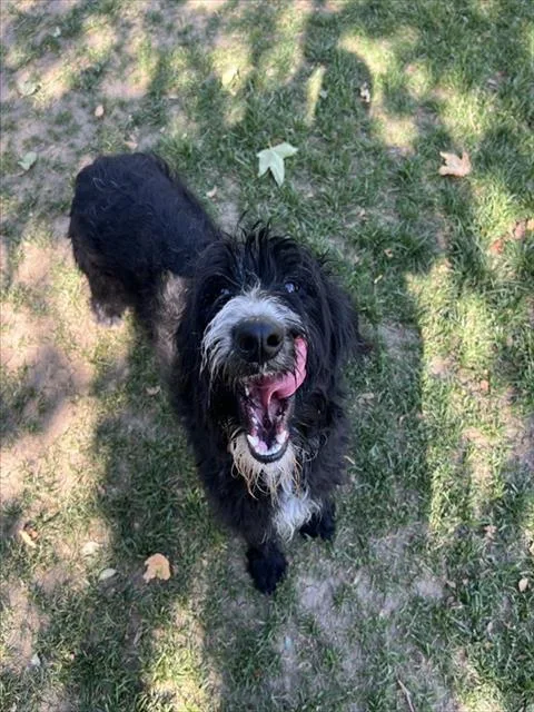 A young large-sized female Portuguese Water Dog dog named Sable for adoption in Riverside, CA