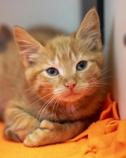 A baby small-sized female Domestic Short Hair cat named Journey for adoption in Pequot Lakes, MN