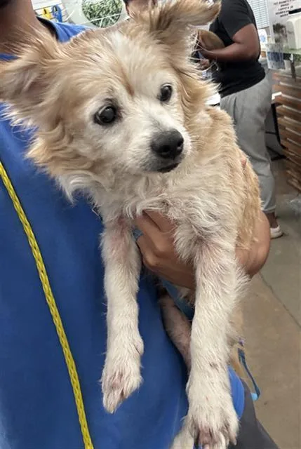 A senior small-sized male Mixed Breed dog named Gizmo for adoption in Dallas, TX
