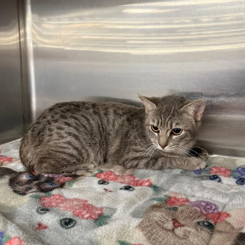 Meowtini thumbnail 2