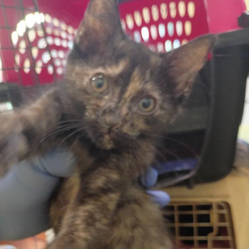 A baby small-sized female Tortoiseshell Domestic Short Hair cat named Tennessee for adoption in Lynchburg, VA