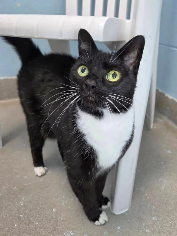 An adult medium-sized female Domestic Short Hair cat named Pearl for adoption in Millersville, MD