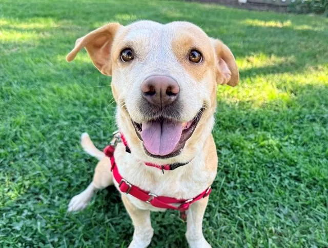 An adult medium-sized female Yellow / Tan / Blond / Fawn Cattle Dog named Pepper for adoption in San Clemente, CA
