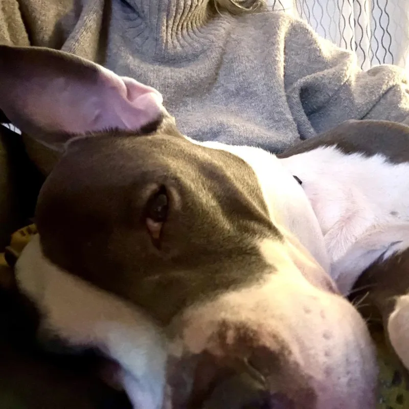 A senior medium-sized female White / Cream Pit Bull Terrier dog named Lady for adoption in Newark, NJ