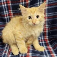 A baby medium-sized male Orange / Red Domestic Long Hair cat named Dory for adoption in Green Valley, AZ