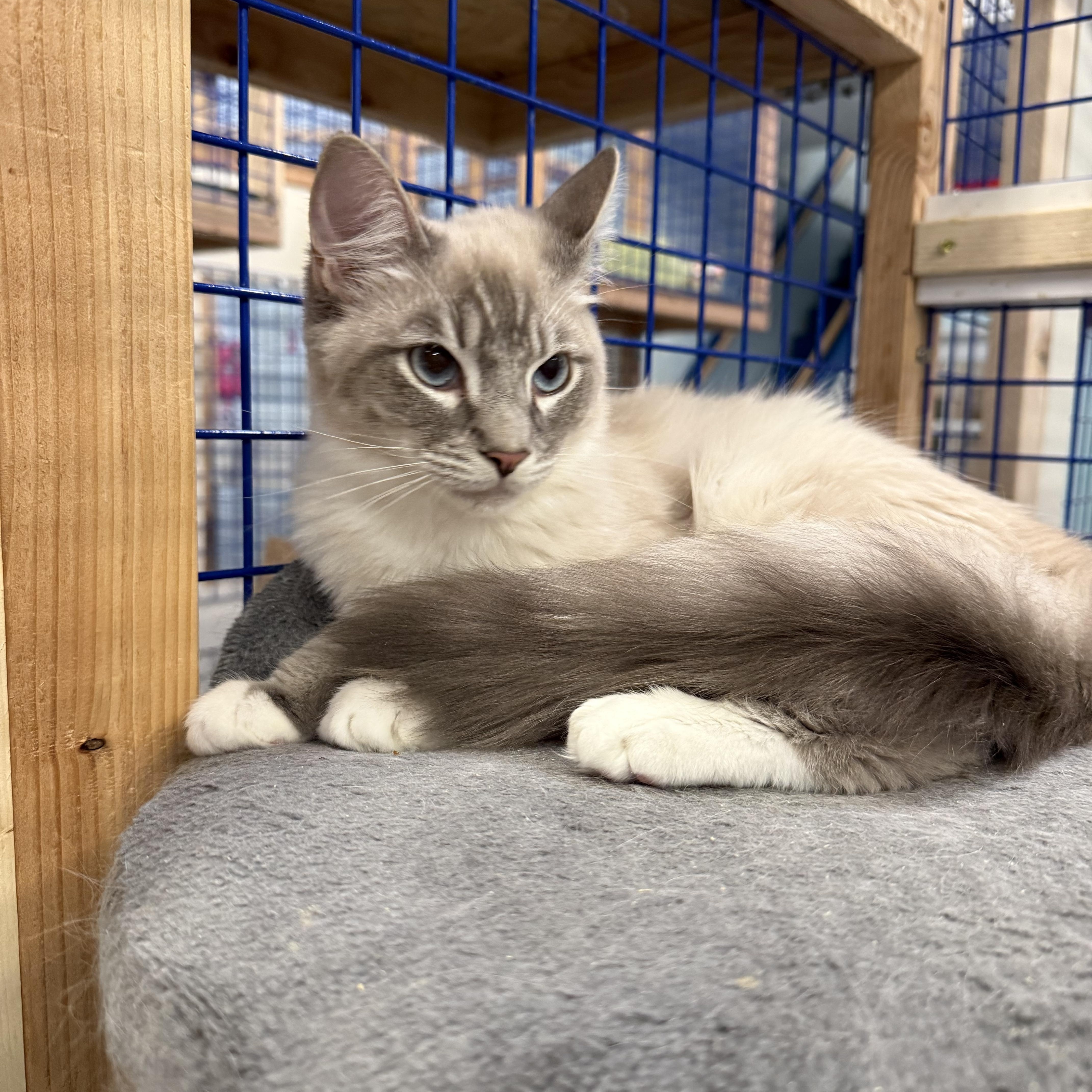 A young medium-sized female Ragdoll cat named Dahlia And Daphne for adoption in Pomona, CA