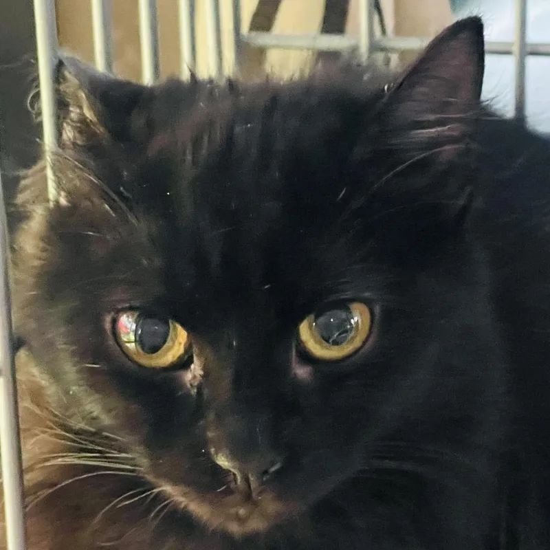 A young small-sized female Black Domestic Long Hair cat named Boo for adoption in Pahoa, HI