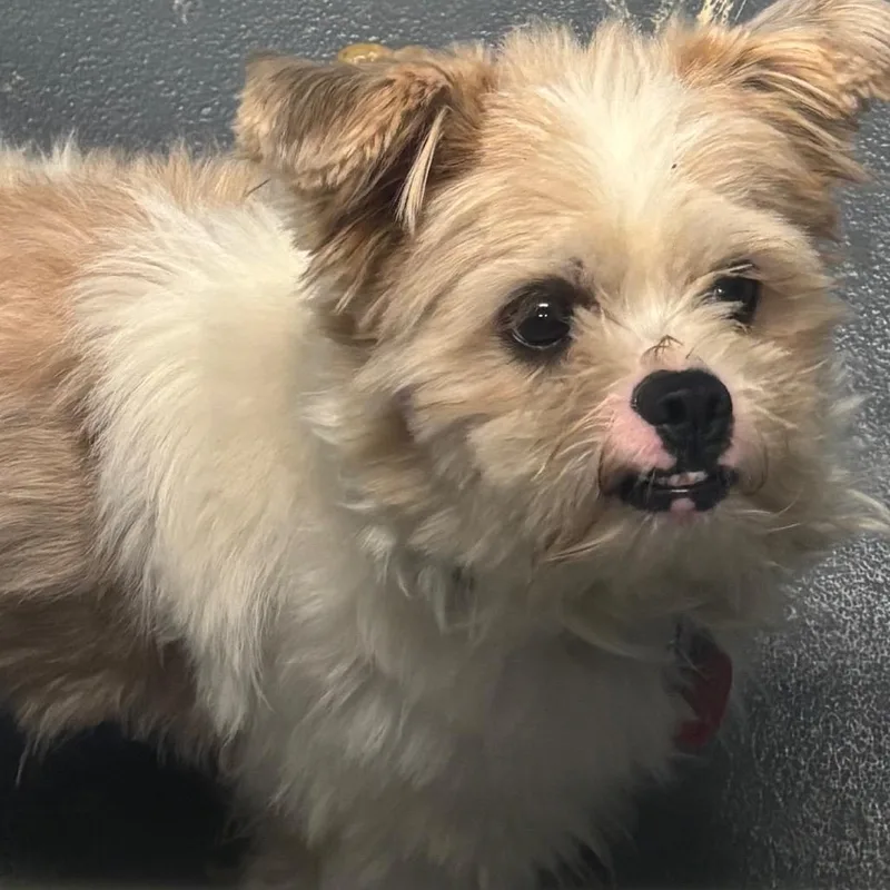 A young small-sized male White / Cream Mixed Breed dog named Ube for adoption in Allentown, PA