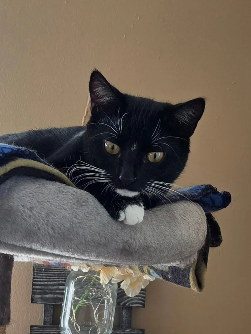 A baby medium-sized male Black & White / Tuxedo Domestic Short Hair cat named Boba for adoption in Faribault, MN