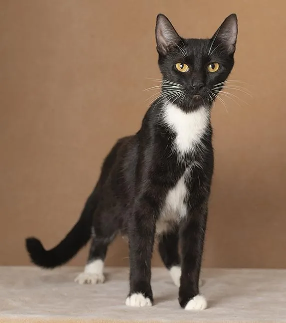 A young medium-sized female Black & White / Tuxedo Tuxedo cat named Rosie for adoption in Chicago, IL