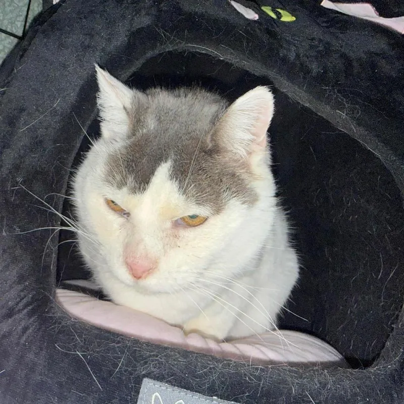 A senior small-sized female White Domestic Short Hair cat named Betty White Carter for adoption in Eagle Mountain, UT
