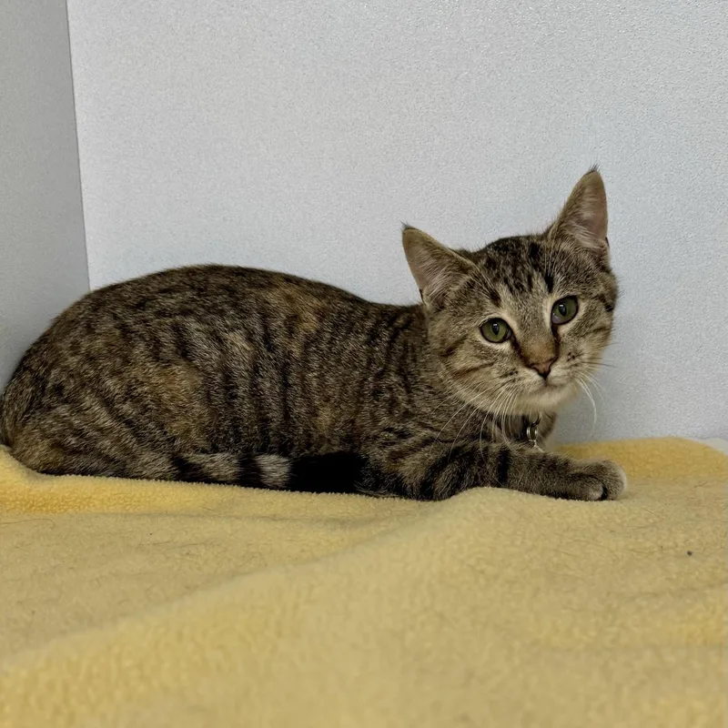 A young medium-sized female Dilute Tortoiseshell Domestic Short Hair cat named Hilda for adoption in Morris, MN