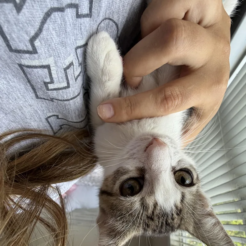 Buttercup thumbnail 2