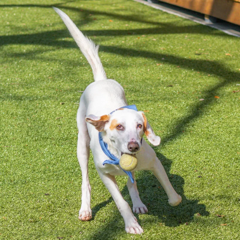 Donald thumbnail 2
