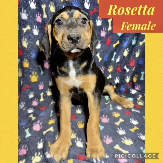 A baby medium-sized female Hound dog named Rosetta for adoption in Manchester, CT